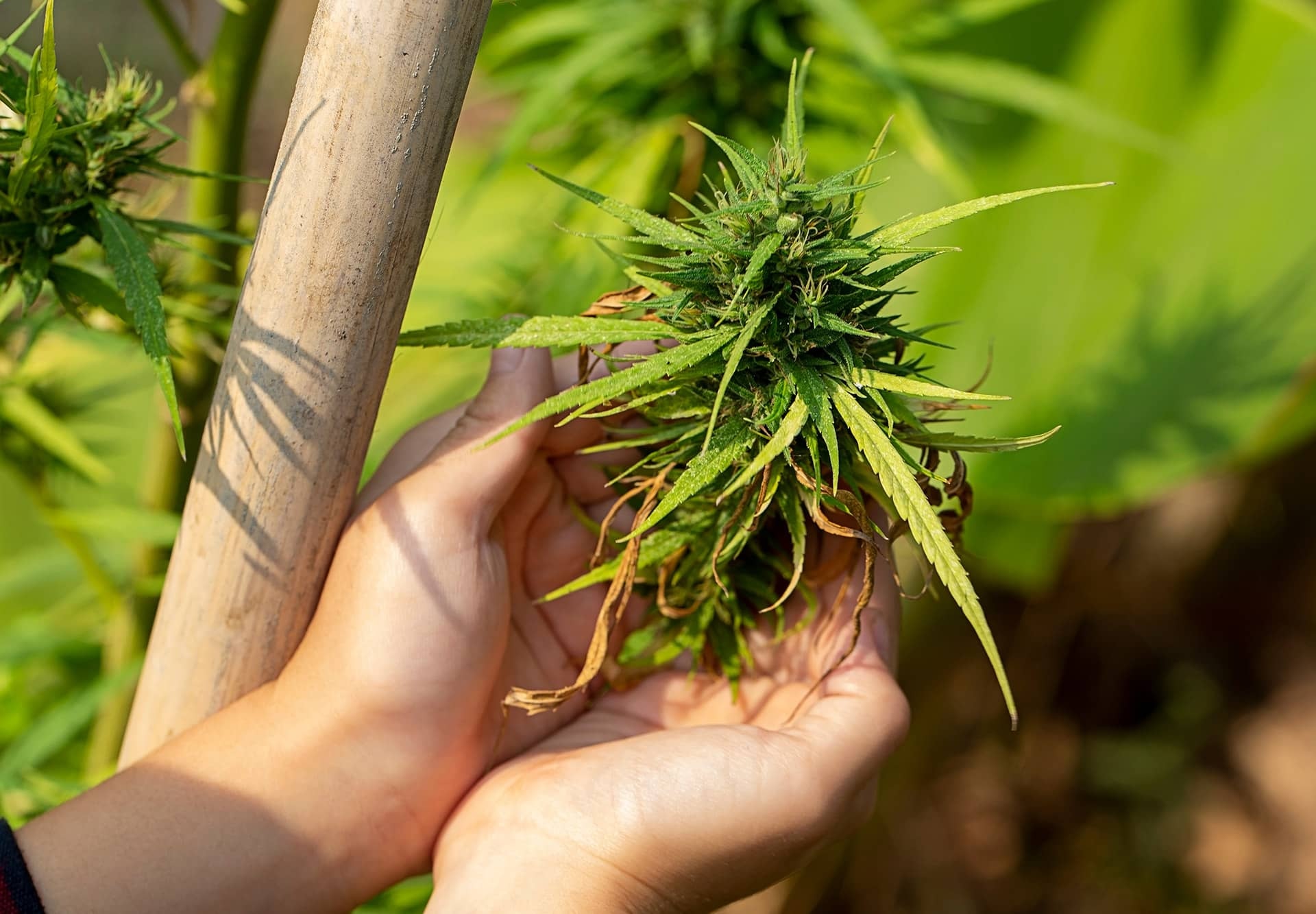 Buy Marijuana Online Europe – Premium THC Oils, Edibles & Vape Cartridges