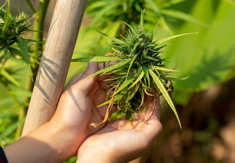 Landrace-Strains-featured